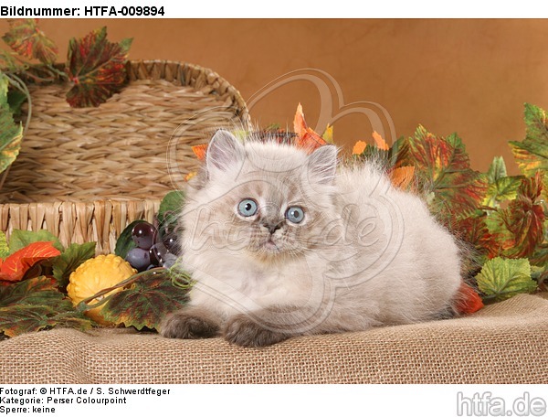 liegendes Perser Colourpoint Kätzchen / lying persian colourpoint kitten / HTFA-009894