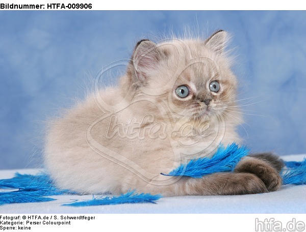liegendes Perser Colourpoint Kätzchen / lying persian colourpoint kitten / HTFA-009906