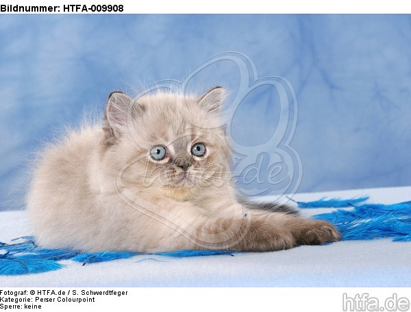liegendes Perser Colourpoint Kätzchen / lying persian colourpoint kitten / HTFA-009908