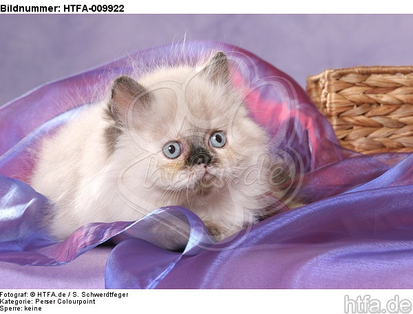 liegendes Perser Colourpoint Kätzchen / lying persian colourpoint kitten / HTFA-009922