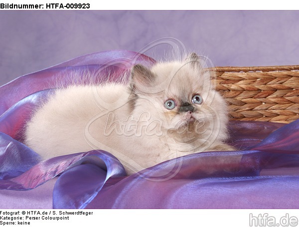 liegendes Perser Colourpoint Kätzchen / lying persian colourpoint kitten / HTFA-009923