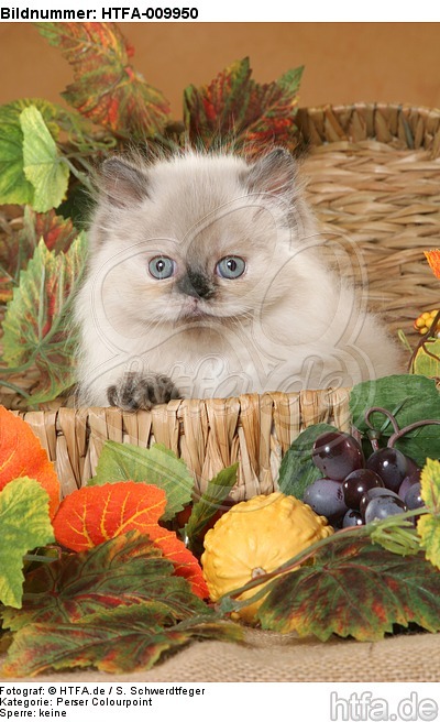 Perser Colourpoint Kätzchen / persian colourpoint kitten / HTFA-009950
