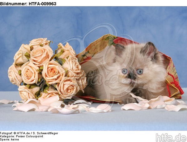 liegendes Perser Colourpoint Kätzchen / lying persian colourpoint kitten / HTFA-009963