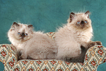 2 Perser Colourpoint Kätzchen / 2 persian colourpoint kitten