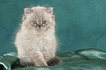 sitzendes Perser Colourpoint Kätzchen / sitting persian colourpoint kitten