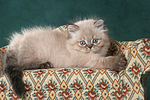 liegendes Perser Colourpoint Kätzchen / lying persian colourpoint kitten