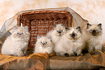 5 Perser Colourpoint Kätzchen / 5 persian colourpoint kitten