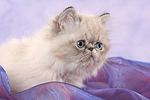 Perser Colourpoint Kätzchen / persian colourpoint kitten