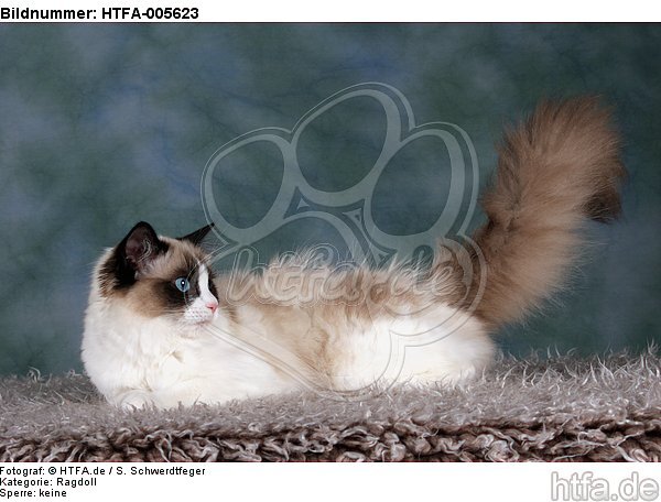 Ragdoll / HTFA-005623