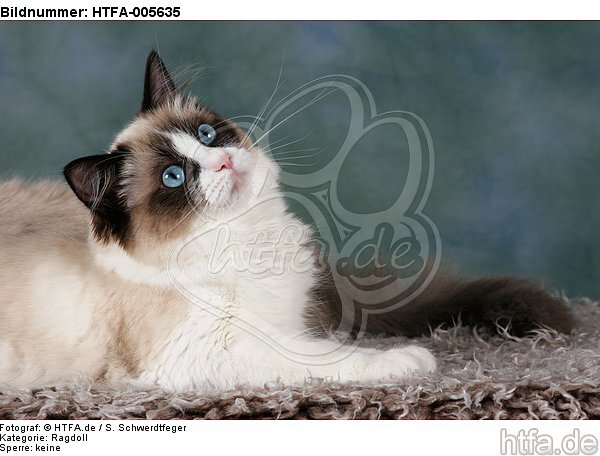 Ragdoll / HTFA-005635