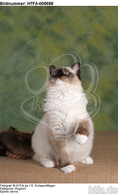 Ragdoll / HTFA-005658