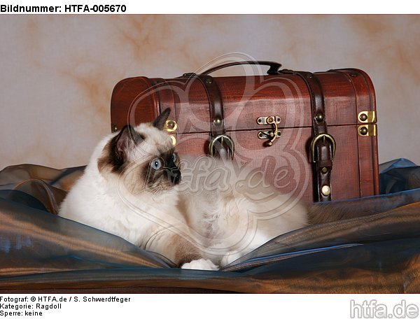 Ragdoll / HTFA-005670