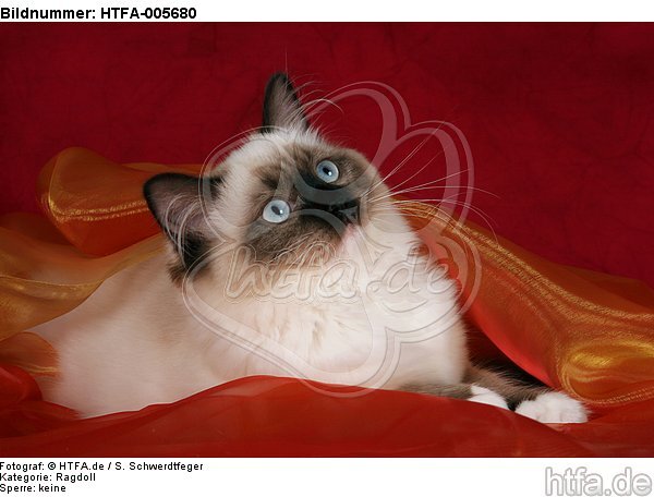 Ragdoll / HTFA-005680