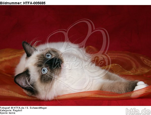 Ragdoll / HTFA-005685