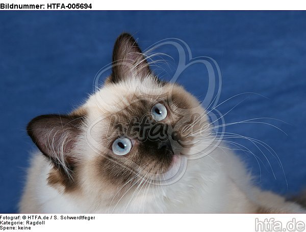 Ragdoll / HTFA-005694