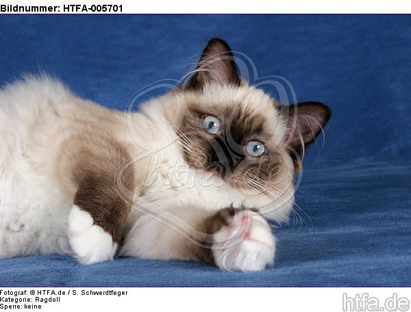 Ragdoll / HTFA-005701