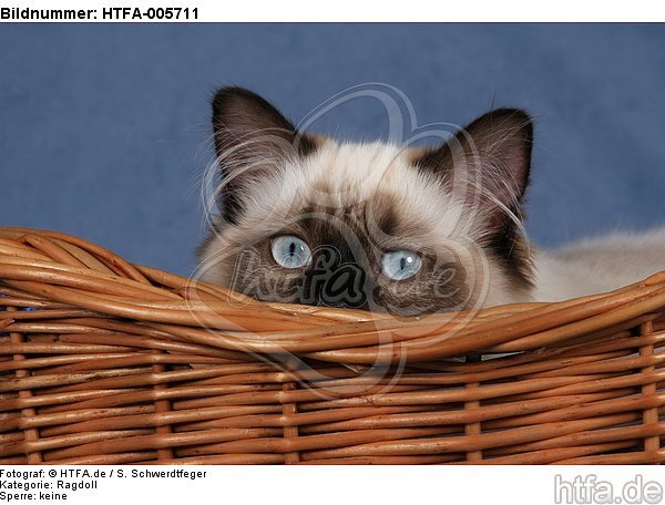 Ragdoll / HTFA-005711