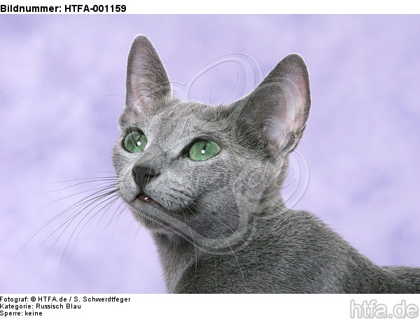 Russisch Blau Portrait / russian blue portrait / HTFA-001159