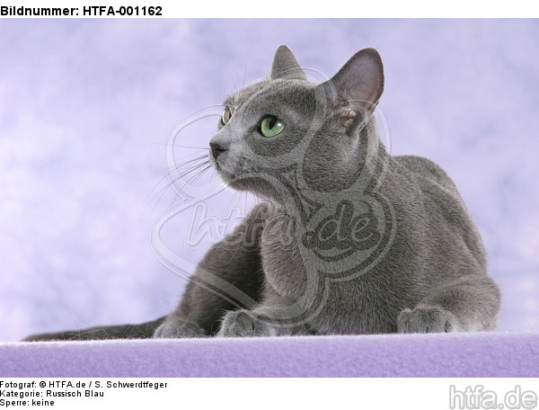 liegende Russisch Blau / lying russian blue / HTFA-001162