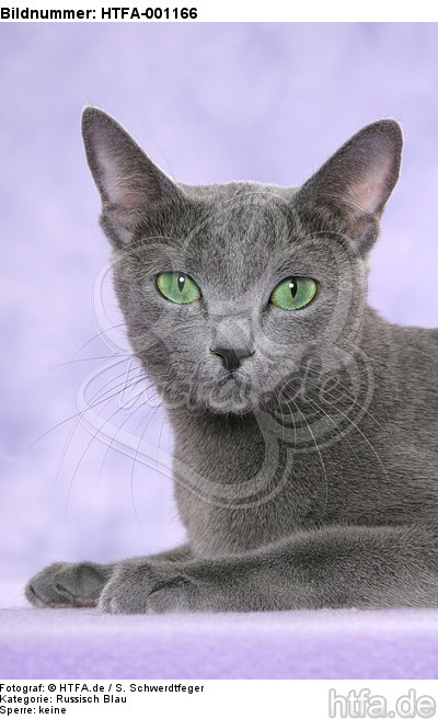 liegende Russisch Blau / lying russian blue / HTFA-001166