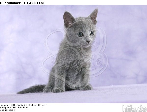 sitzendes Russisch Blau Kätzchen / sitting russian blue kitten / HTFA-001173