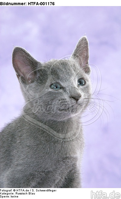 Russisch Blau Kätzchen Portrait / russian blue kitten portrait / HTFA-001176