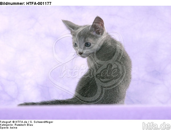 sitzendes Russisch Blau Kätzchen / sitting russian blue kitten / HTFA-001177