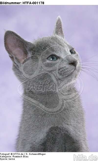 Russisch Blau Kätzchen Portrait / russian blue kitten portrait / HTFA-001178