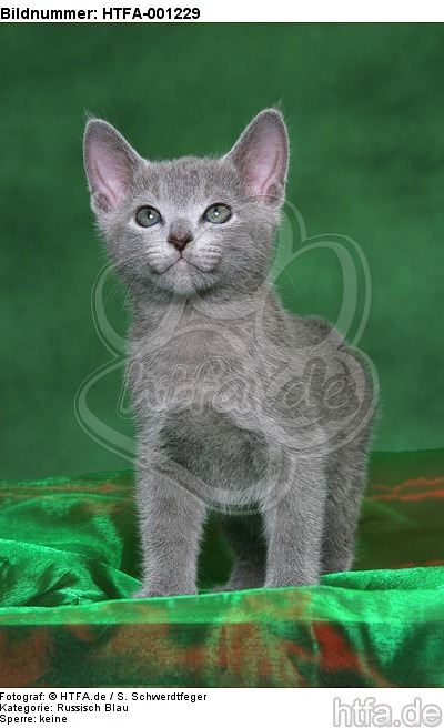 Russisch Blau Kätzchen / russian blue kitten / HTFA-001229