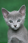 Russisch Blau Kätzchen / russian blue kitten