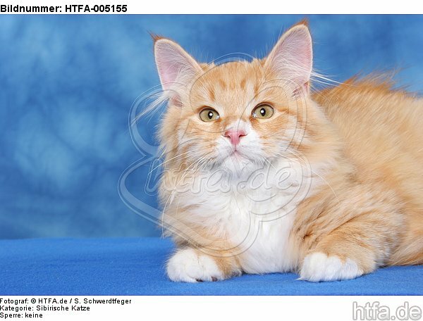 Sibirische Katze / siberian cat / HTFA-005155
