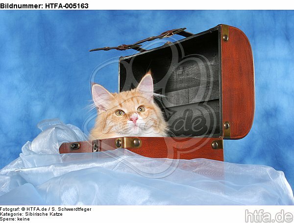 Sibirische Katze / siberian cat / HTFA-005163
