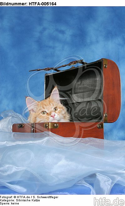 Sibirische Katze / siberian cat / HTFA-005164