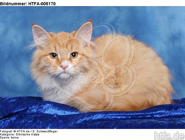 Sibirische Katze / siberian cat / HTFA-005170