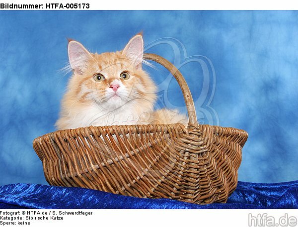 Sibirische Katze / siberian cat / HTFA-005173
