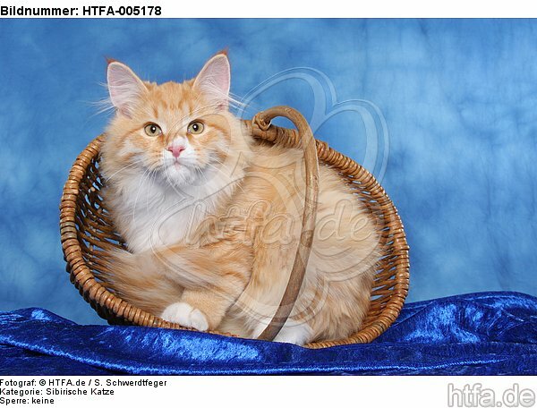 Sibirische Katze / siberian cat / HTFA-005178