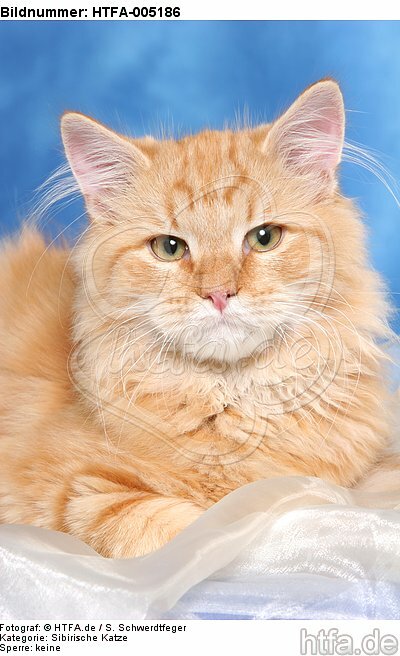 Sibirische Katze / siberian cat / HTFA-005186