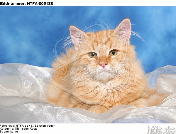 Sibirische Katze / siberian cat / HTFA-005188
