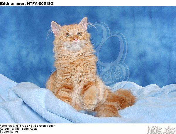 Sibirische Katze / siberian cat / HTFA-005193