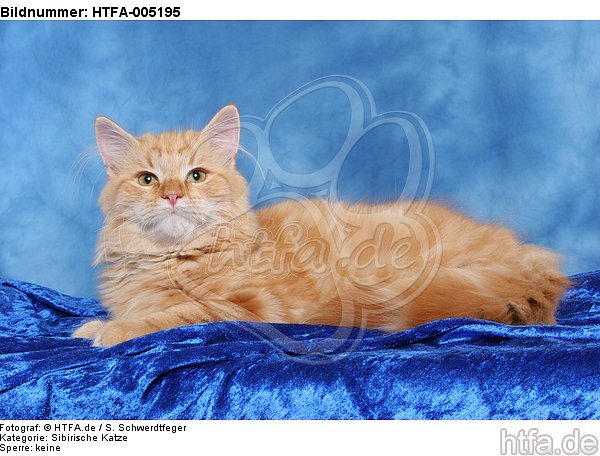 Sibirische Katze / siberian cat / HTFA-005195