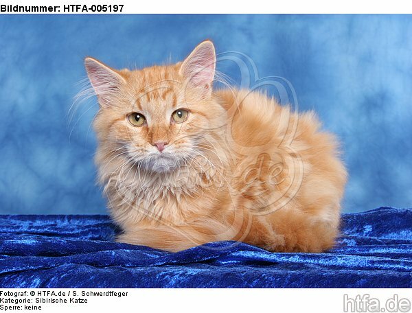 Sibirische Katze / siberian cat / HTFA-005197