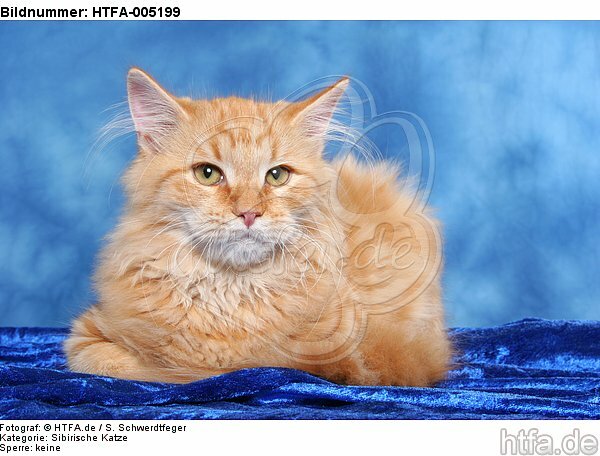 Sibirische Katze / siberian cat / HTFA-005199