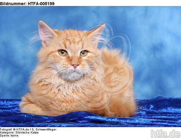 Sibirische Katze / siberian cat / HTFA-005199