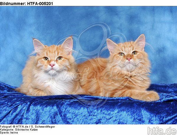 Sibirische Katzen / siberian cats / HTFA-005201