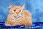 Sibirische Katze / siberian cat
