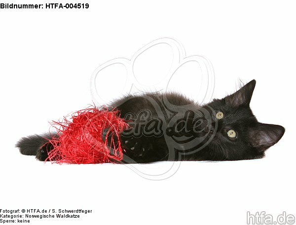 Norwegische Waldkatze Kätzchen / norwegian forestcat kitten / HTFA-004519