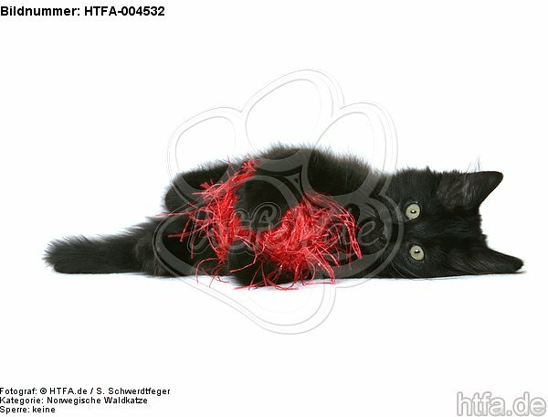 Norwegische Waldkatze Kätzchen / norwegian forestcat kitten / HTFA-004532
