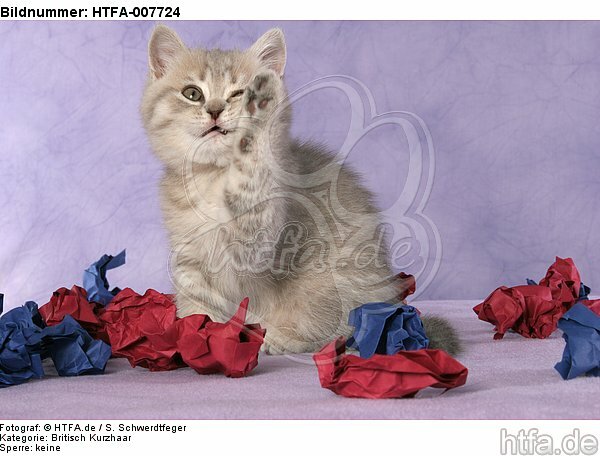 Britisch Kurzhaar Kätzchen / british shorthair kitten / HTFA-007724