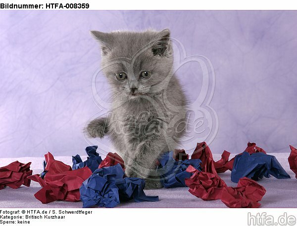 spielendes Britisch Kurzhaar Kätzchen / playing british shorthair kitten / HTFA-008359