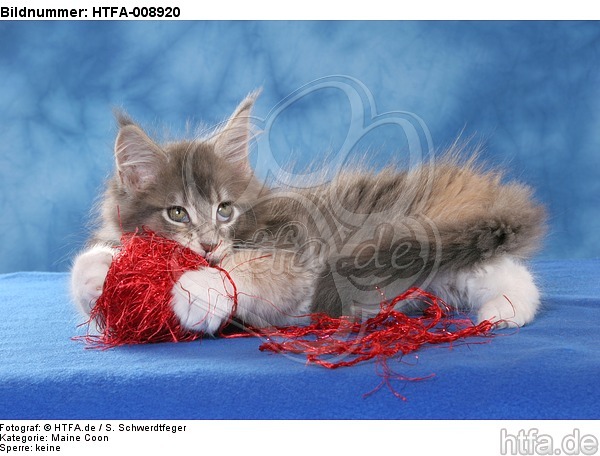 spielendes Maine Coon Kätzchen / playing maine coon kitten / HTFA-008920